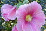 alcea