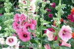 alcea