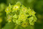 alchemilla