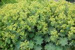 alchemilla