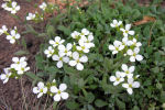 arabis