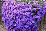 aubrieta