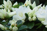 azalea