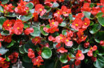 begonia