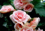 begonia