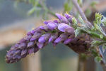 wisteria