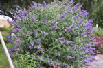 buddleja