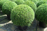 buxus