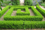 buxus