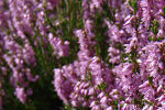 calluna