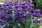 caryopteris