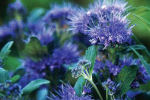 caryopteris