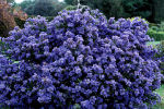 ceanuthus