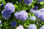 tuinexpert