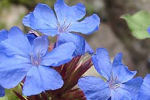 ceratostigma
