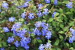 ceratostigma