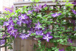 clematis