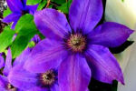 clematis