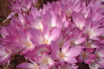colchicum