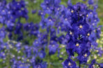 delphinium