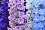 delphinium