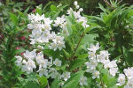 deutzia