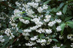 deutzia