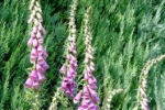 digitalis
