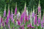 digitalis
