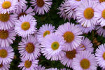 erigeron