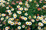 erigeron