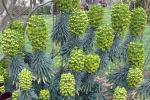 euphorbia