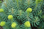 euphorbia