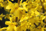 forsythia