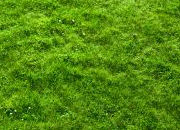 tuinexpert