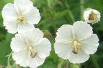 geranium