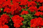 geranium