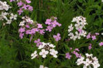 hesperis