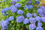 hortensia