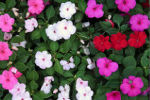 Impatiens
