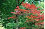 japanse esdoorn