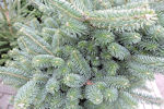 kerstbomen
