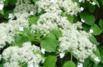 klimhortensia