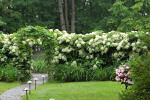 klimhortensia