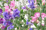 lathyrus