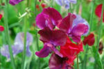 lathyrus