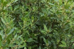 Tuinexpert