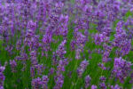 lavendel