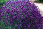 lavendel