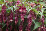 leycesteria